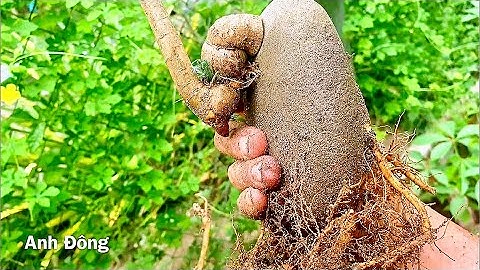 Cách tạo củ Lộc vừng ghép đá