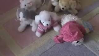 Webkinz School - Going crazy!