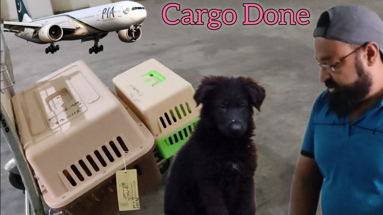 dog cargo lagwa Diya . diamond dove bi AA Gaye YouTube