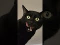 Интересно, что он там съел  #cat  #catlover #funny