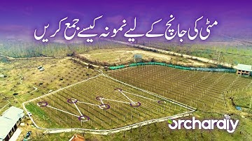 How to collect soil sample for analysis from your apple orchard (Urdu)