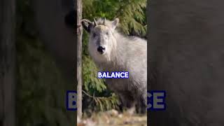 3 Animals you can only See in Japan #japanfacts