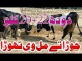 چولستانی فریزین کراس گائے 🐄 برائے فروغت پاکستان یوٹیوب (03054823553)