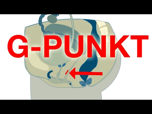 G-PUNKT finden und stimulieren! Freundin zum Orgasmus bringen! - YouTube