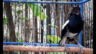 kacer manapun langsung emosi dan ikutan gacor bongkar isian