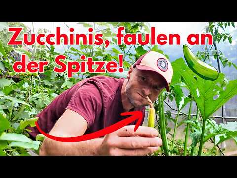 🥒 Zucchini is rotting at the tip – here's what you can do about it right away! ⚠️💧