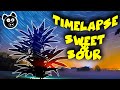 Timelapse  sweet  sour autoflower mephesto g full cannabis growth  seed to harvest