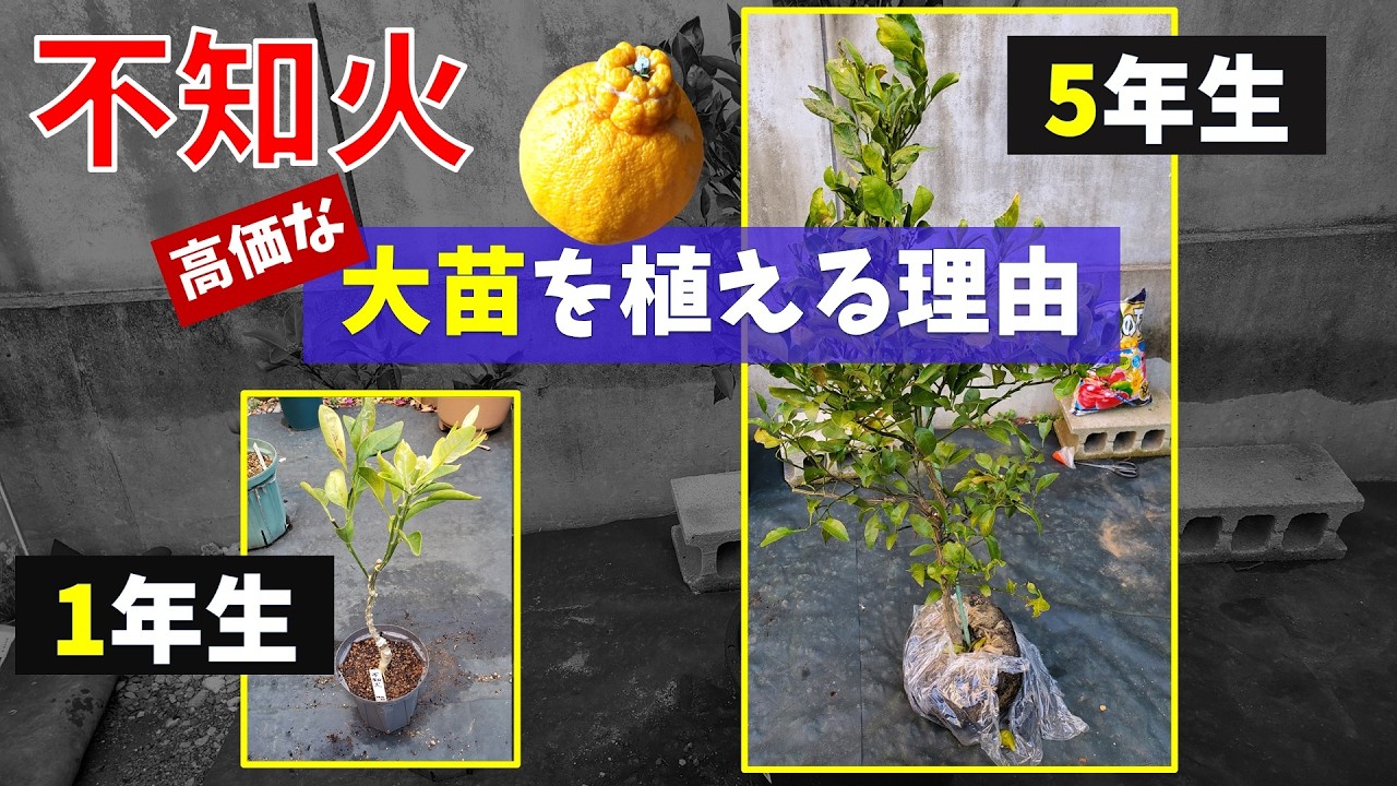 果樹栽培：「時を買う」不知火の大苗（5年生）植付け - YouTube