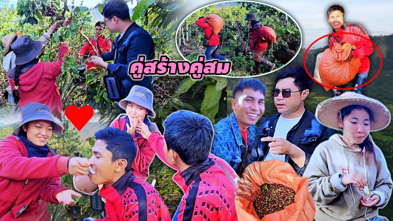 ตู่นบองหวานเจี๊ยบ มดขึ้นเต็มสวนกาแฟ 20 ตุลาคม ค.ศ. 2025