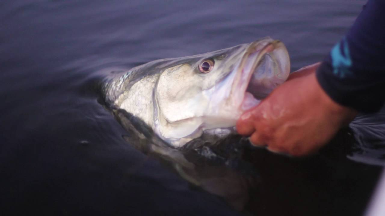 Big snook, getting ready for the Mullet Run 2016  : Fishing