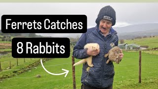 Ferret catches loads of Rabbits #farm sheep cows #farming #irish #animals #tractors #dog #lambs #cal
