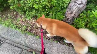 A Relaxed, Slow-Paced Walk