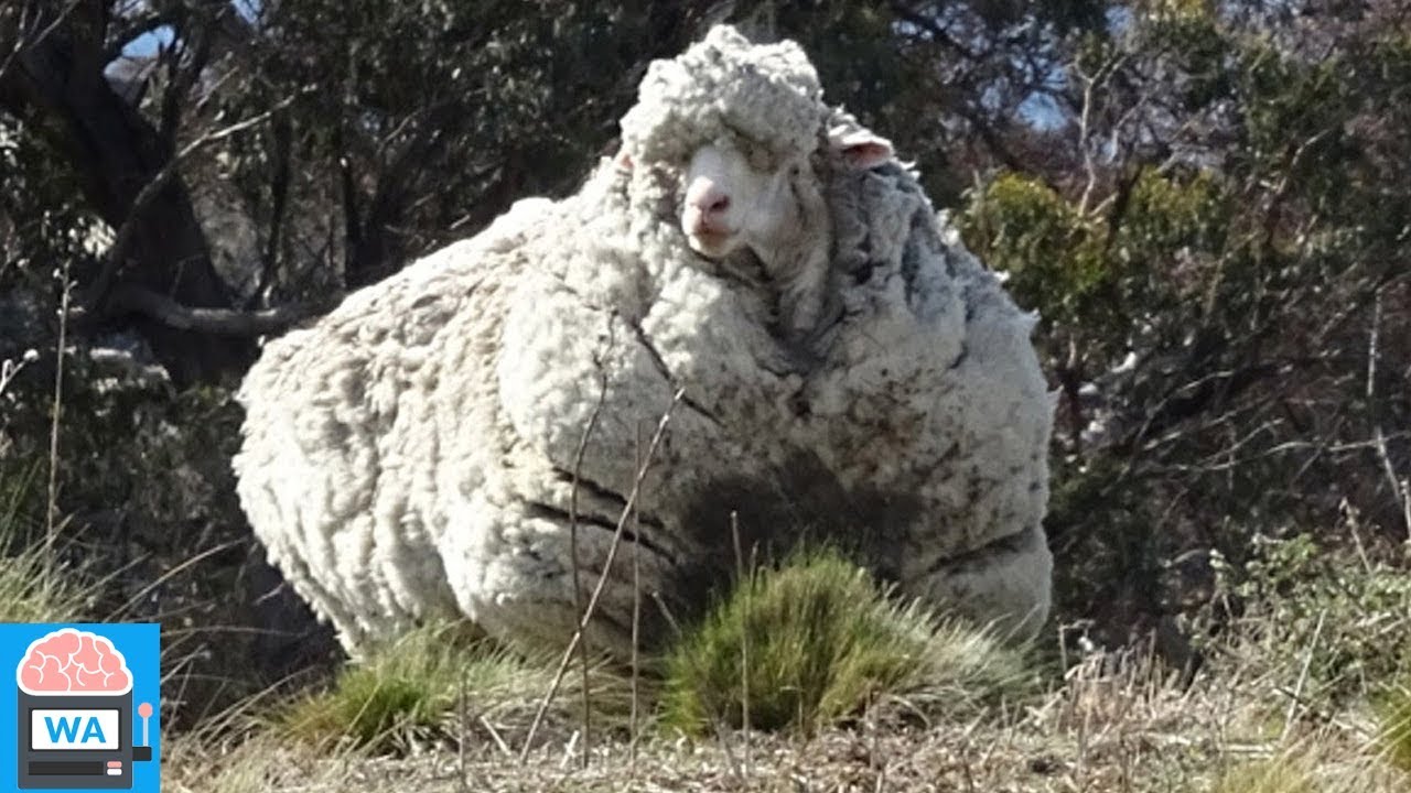 Dieses Schaf war 6 Jahre auf der Flucht - gefunden wurde es mit 42 Kilo Wolle am Leibe!