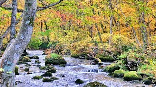 18 10 26 4k 紅葉の奥入瀬渓流を歩く Oirase Stream Autumn Leaves Walking Youtube