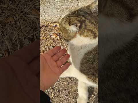 بچم مدتیه گازم نگرفته دلم تنگ شده      