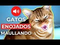 SONIDOS de GATOS ENOJADOS MAULLANDO 🐱 Sonidos de Gato Enojado