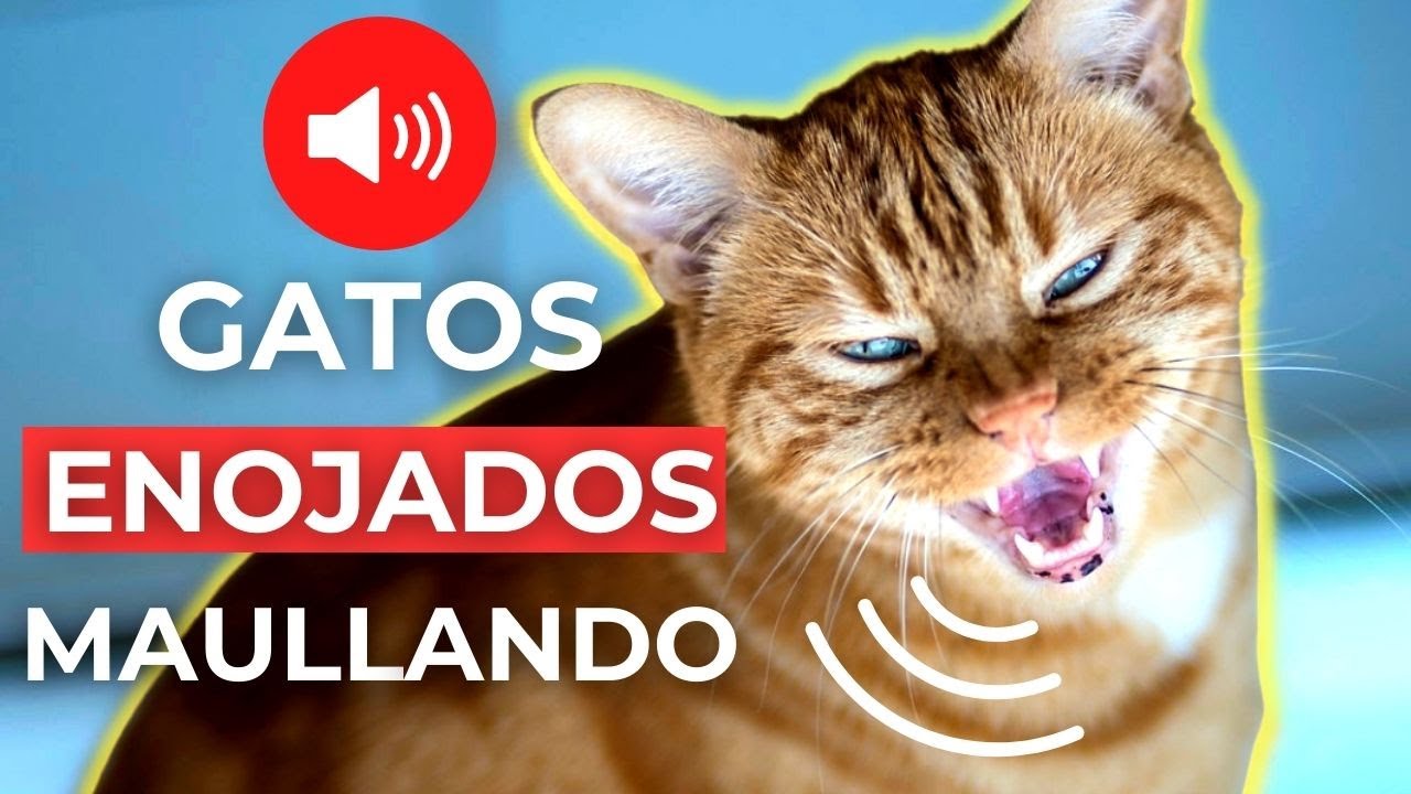 Puntualidad Máquina de recepción Emociónate SONIDOS de GATOS ENOJADOS MAULLANDO 🐱 Sonidos de Gato Enojado - YouTube