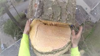 tree removal 110 foot  Pine in a tight spot