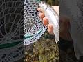 enjoying God's creation(fly fishing for trout) #jesus
