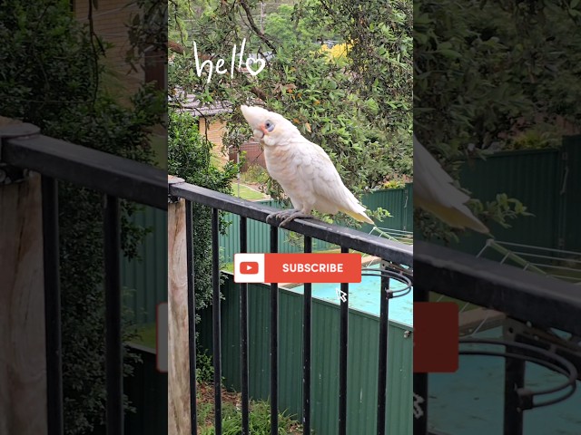 Amazing! Wild Corella SAYS HELLO!!!🕊️🗣️🤓🤩😆🤣 #birds #parrot #cockatoo #corella class=