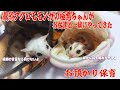 あの極悪モモンガが極悪噛みつきちゃん連れて帰ってきた