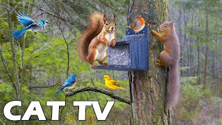TV FOR PETS 📺 Squirrel And Bird Visit The Bird Feeder On A Rainy Day 🐿🦜 Cute Video For Cats To Relax