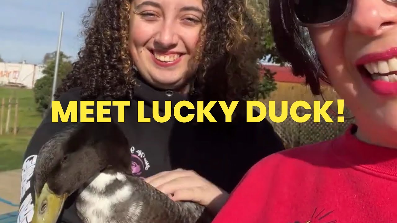 Meet Lucky Duck 🦆 A Peaceful Ranch Morning | Slow Living LIVE at Chubby Chicken Ranch