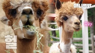 Alpaka Köyünde Bir Grup Kavgasının Patlak Vermesinin Nedeni