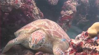 Diving Kuredu, Maledives