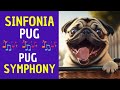  sinfona pug  pug symphony
