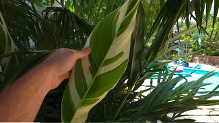 Awesome Cannas!
About my garden
I live on the edge of USDA zone 6b/7a
We have hot and humid summers and cold winters with occassional snow and ice storms.
Everything that appears tropical and is in a container goes indoors or to a greenhouse for the winter. The plants in the ground stay in the ground all year.
The massive palms are faux planted in their containers to keep from blowing over, they all go to a greenhouse during the winter.
Links to products shown in videos and some that I just like.
These are associate links, so I do make a small commission off of products purchased.
J R Peters Inc (52064) Jacks Classic No.4 20-20-20 All Purpose Fertilizer
https://amzn.to/3500HCF
J R Peters Inc 52624 Jacks Classic No.1.5 20-6-22 Petunia Feed
https://amzn.to/3hXpuuB
Some of my Filming Equipment
Sony A7sii Camera
https://amzn.to/2Dq9dzk
Lens Ziess 16-35 f2.8
https://amzn.to/3bo94Jg
Lens Zeiss 24-70mm
https://amzn.to/2QPTzAs
Smartphone Holder For Tripod
https://amzn.to/31Ucv7r
⬇️⭐⭐⭐⬇️Social Media⬇️⭐⭐⭐⬇️
🍃Stay up to date with daily life and activities through messaging and pictures and dont forget to subscribe and hit the notification bell!
INSTAGRAM- @tropicalplantparty Awesome Cannas!