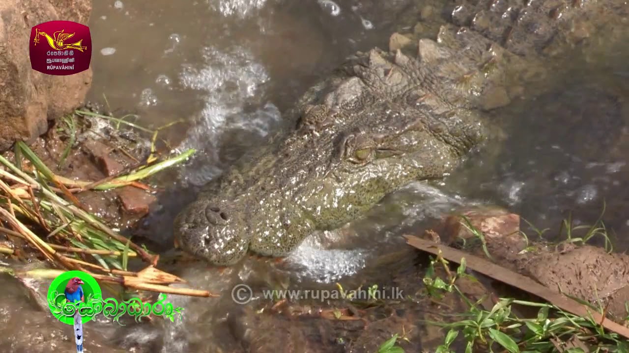 programmi tv 8 Sobadhara - සොබාධාරා | Season 2 | Episode - 33 | 2018-08-31 | Rupavahini Documentary