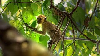 Monyet Tidur Siang.sama Seperti Mia Butuh Istirahat Siang