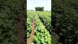 Download Lagu #cotton## MP3 Download Lagu #cotton## MP3