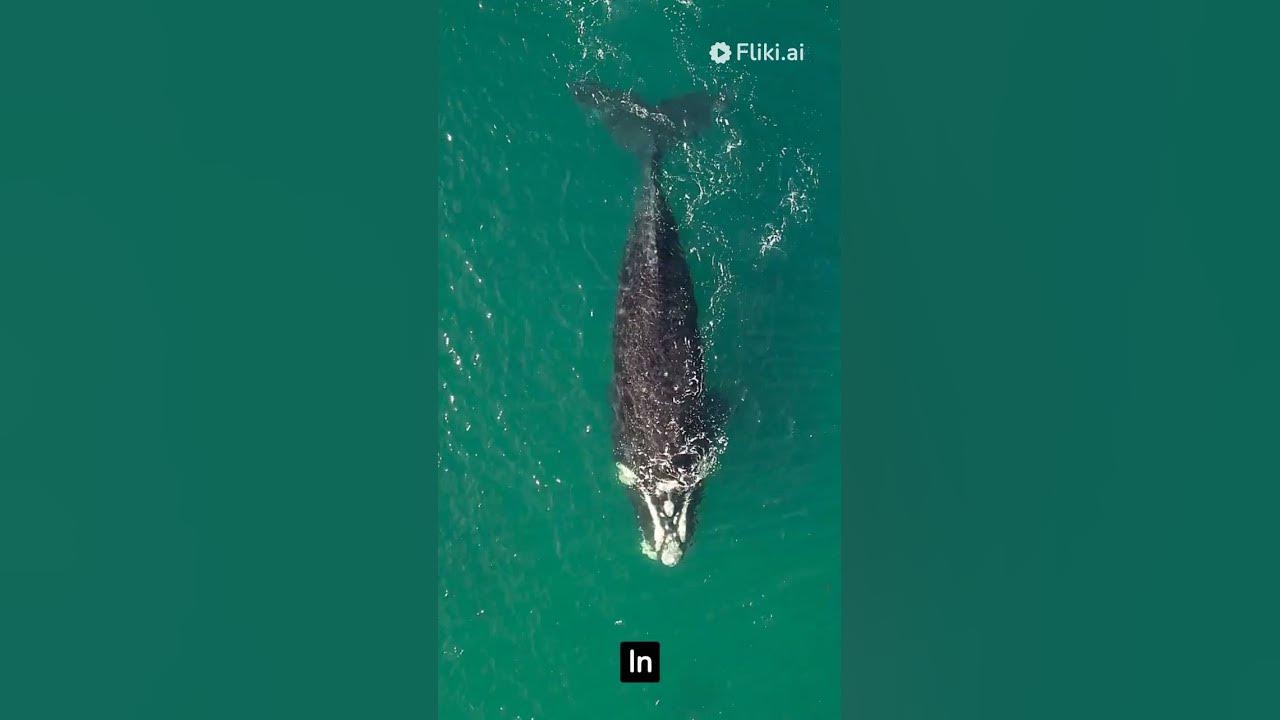 Facts about blue whales. - YouTube