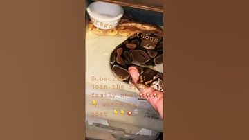 Ball pythons breeding 💥💥👇👇 #subscribe #livefeeding #python #rat #breeding