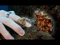 We find a tiny OCTOPUS diving in Madeira!