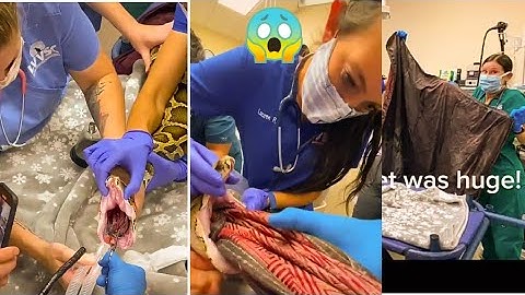 Snake Swallows Blanket | Vets Pull Out Big Blanket Out Of A 13-foot Burmese Python That Swallowed It
