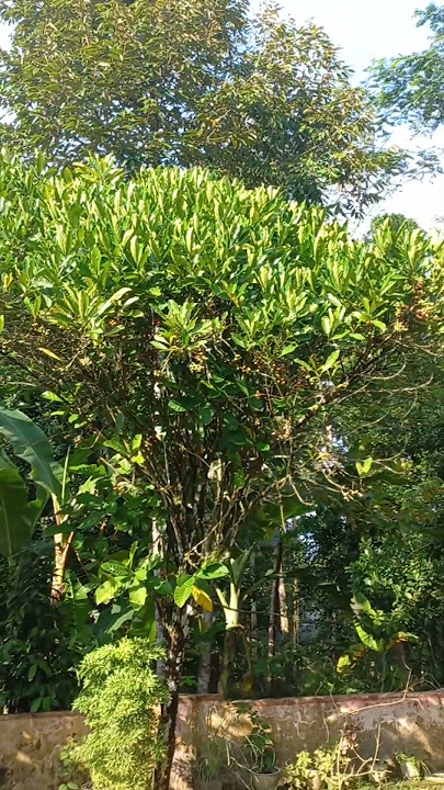 Pohon Kopi ... Kita Ngopi Mazehh #kopi #kopikenangan #kopihitam