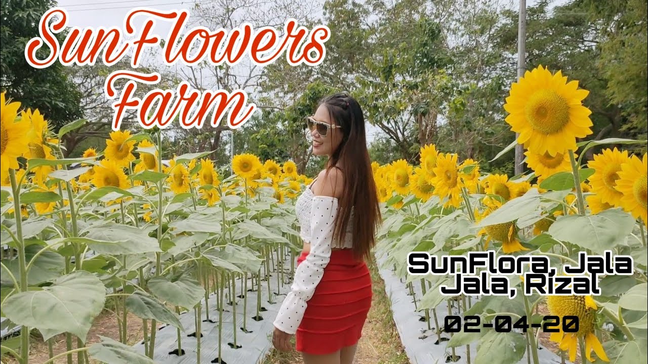 Lakwatsang Sun Flower Farm Jala