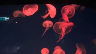 My Movie Shot At Under Water World Spore-2