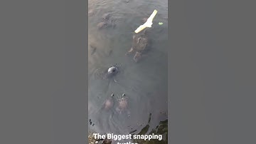 The Biggest common snapping turtle eating bread  #shorts
