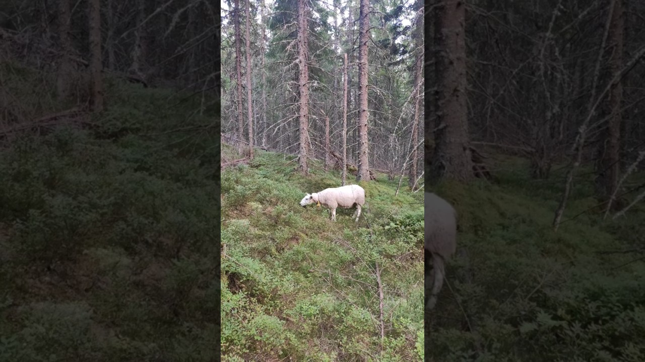 Овечка в лесу 