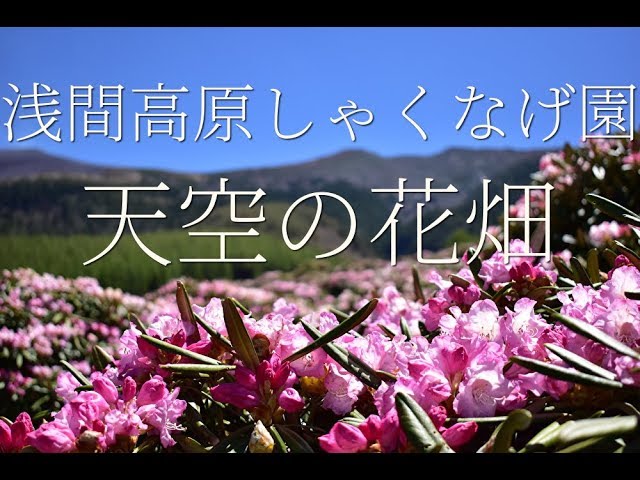 絶景 天空の花畑 浅間高原しゃくなげ園 空撮 ドローン Drone Japan Youtube