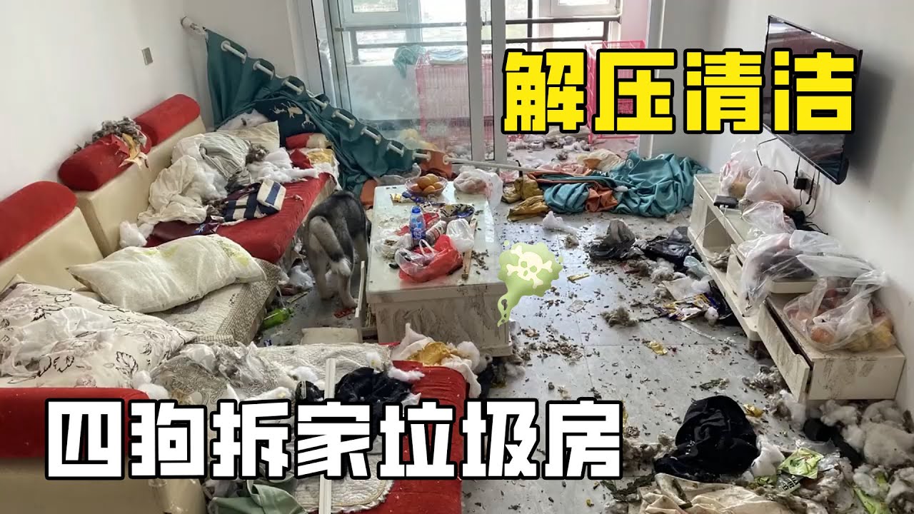 史上最臟“四狗拆家房”！四隻狗合力拆家滿地碎片逼瘋主人，清潔小哥大為震驚！【家簡生活】