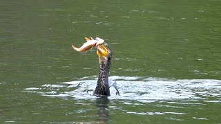 Cormorant catches fish - victoria park ...