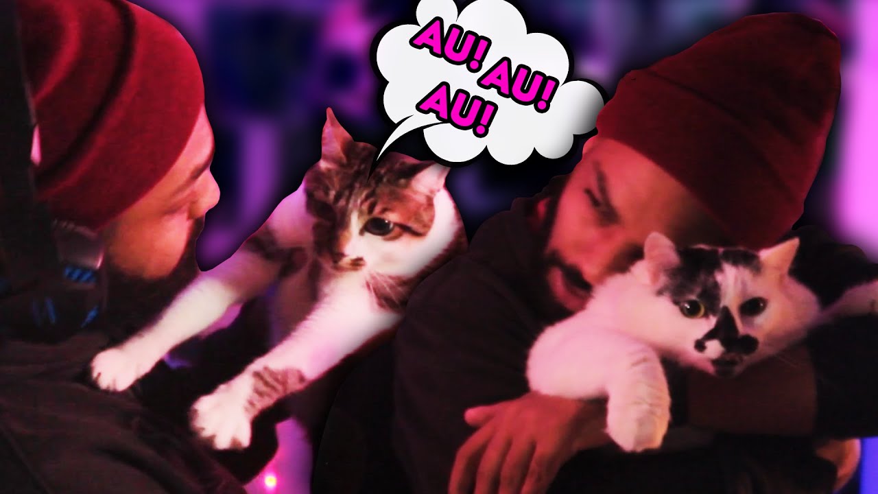 MEMES GRINGOS TÃO ENGRAÇADOS QUE FAZEM MEU GATO LATIR