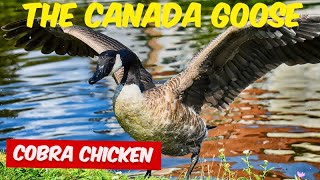Unveiling the Canada Goose: 10 Facts and Wild Adventures