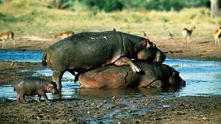 Female Hippo Take 250 Days To Give Birth To Baby Hippo