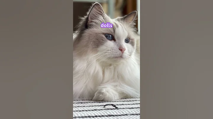 Video 9775081: ragdollcat catlover cats, ragdollcat cat pets, ragdollcat catlover cute, cat pet adoption, cat breed